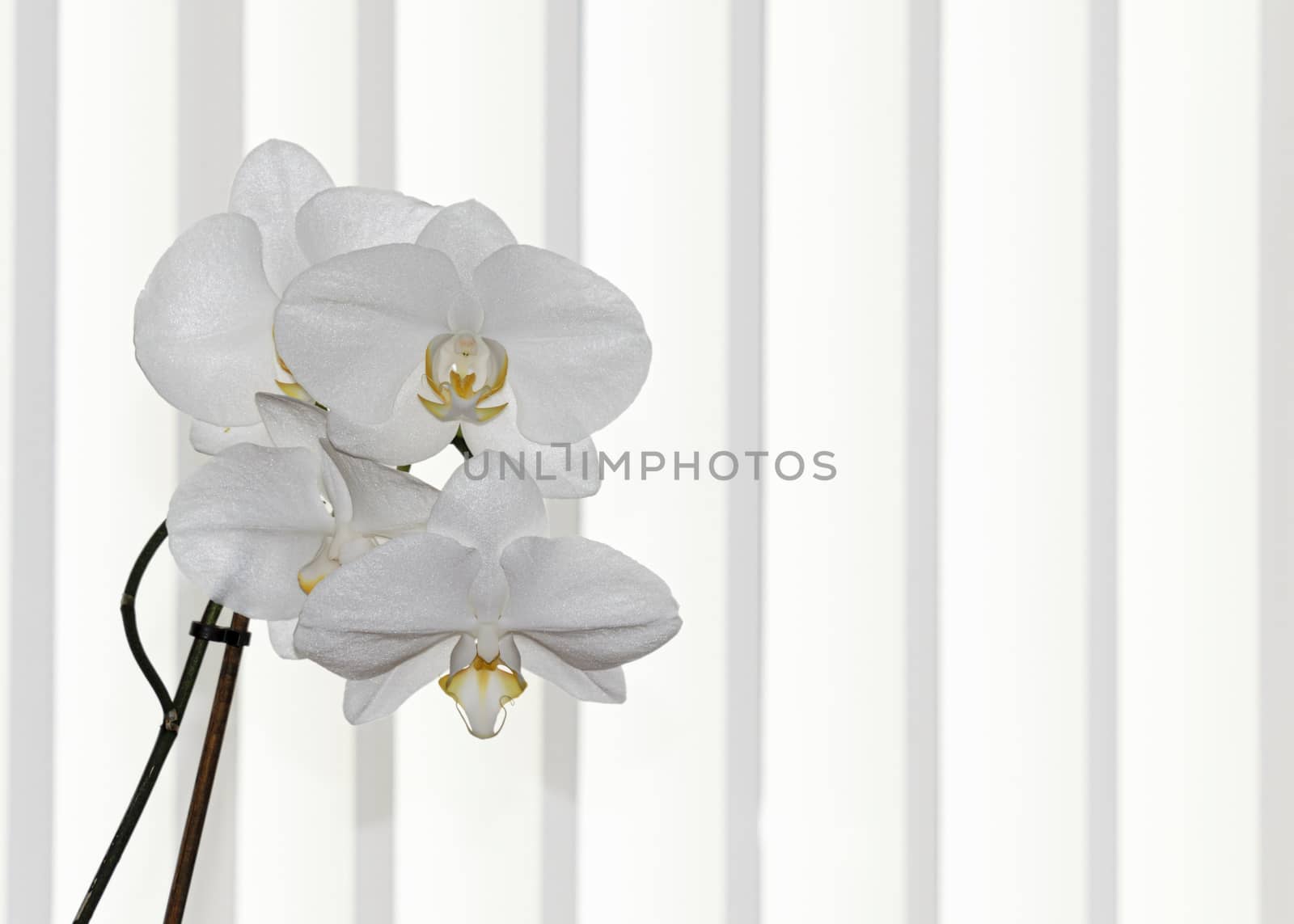 UK, JUNE 2015: 
White Orchid Spray - white striped background