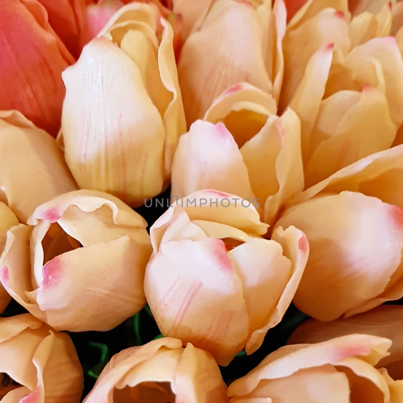 Bunches of Tulips in closeup, peach, pink by mrs_vision