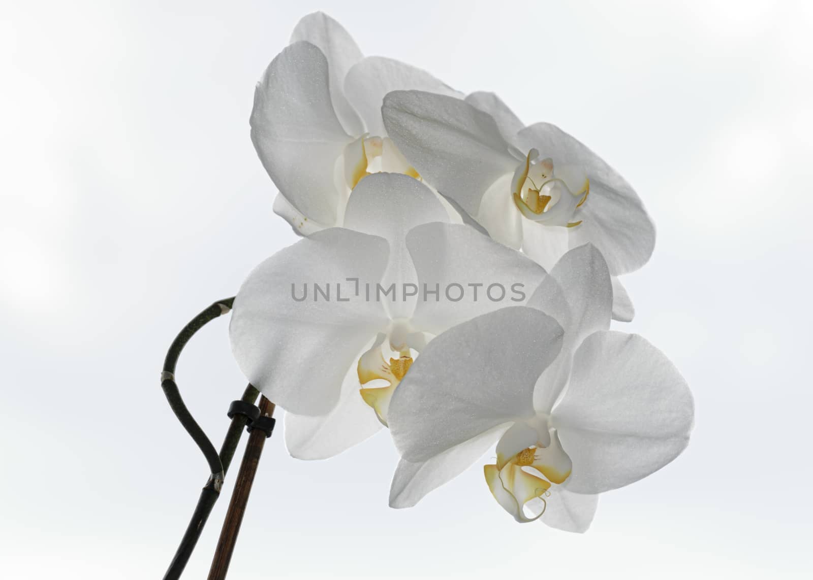 White Orchid Spray - light sky background by mrs_vision