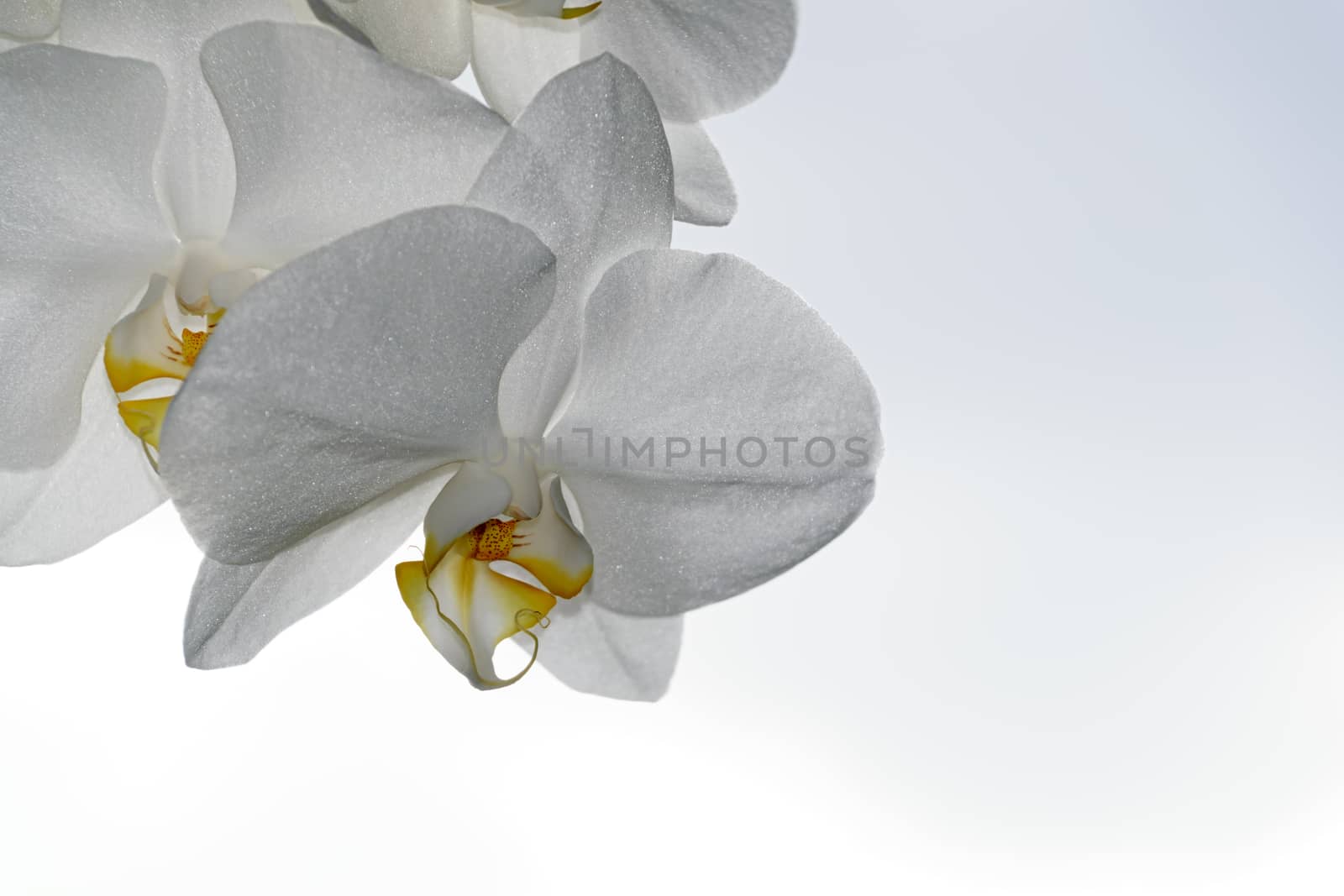 White Orchid - close up by mrs_vision