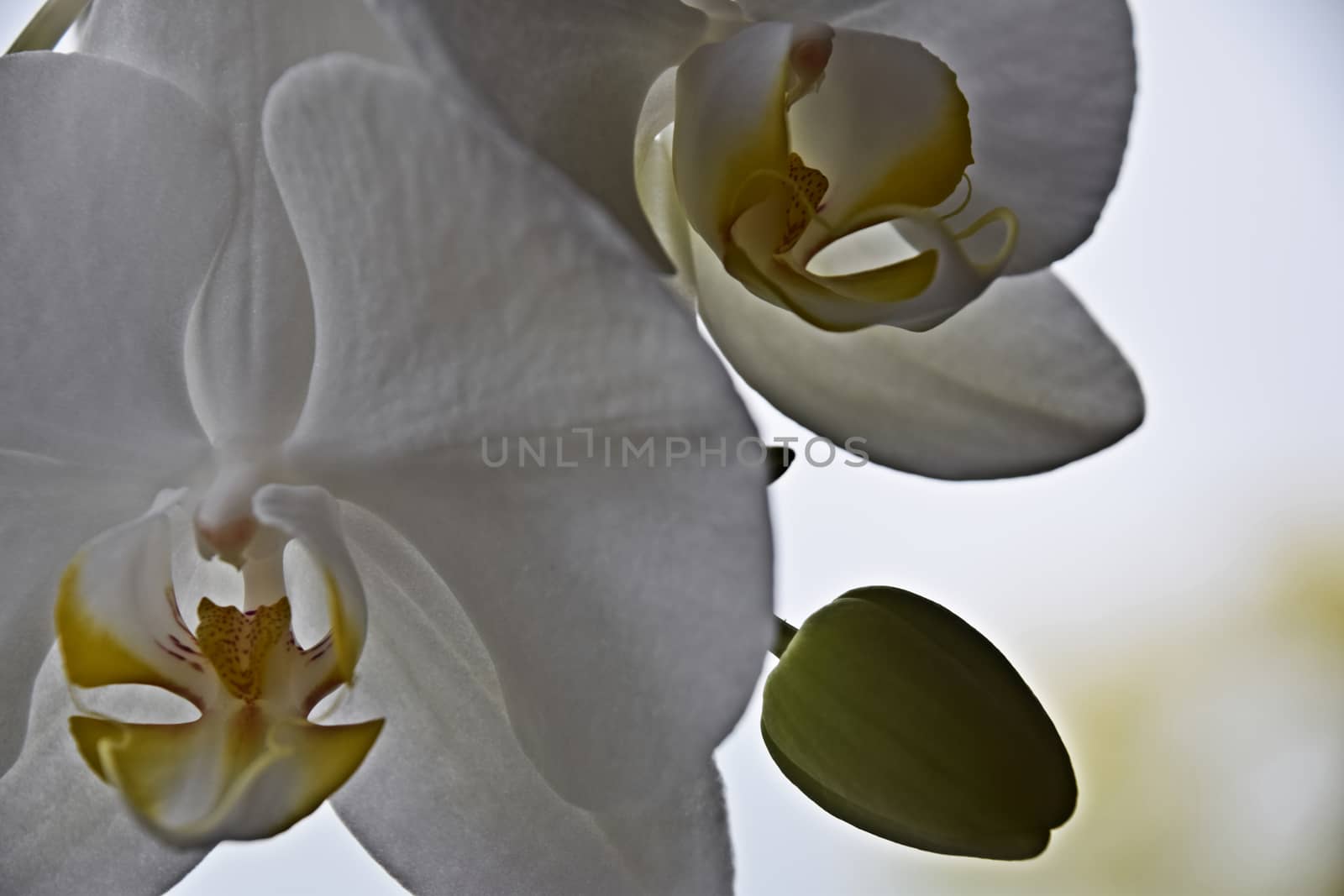 UK, JUNE 2015: White Orchid - close up