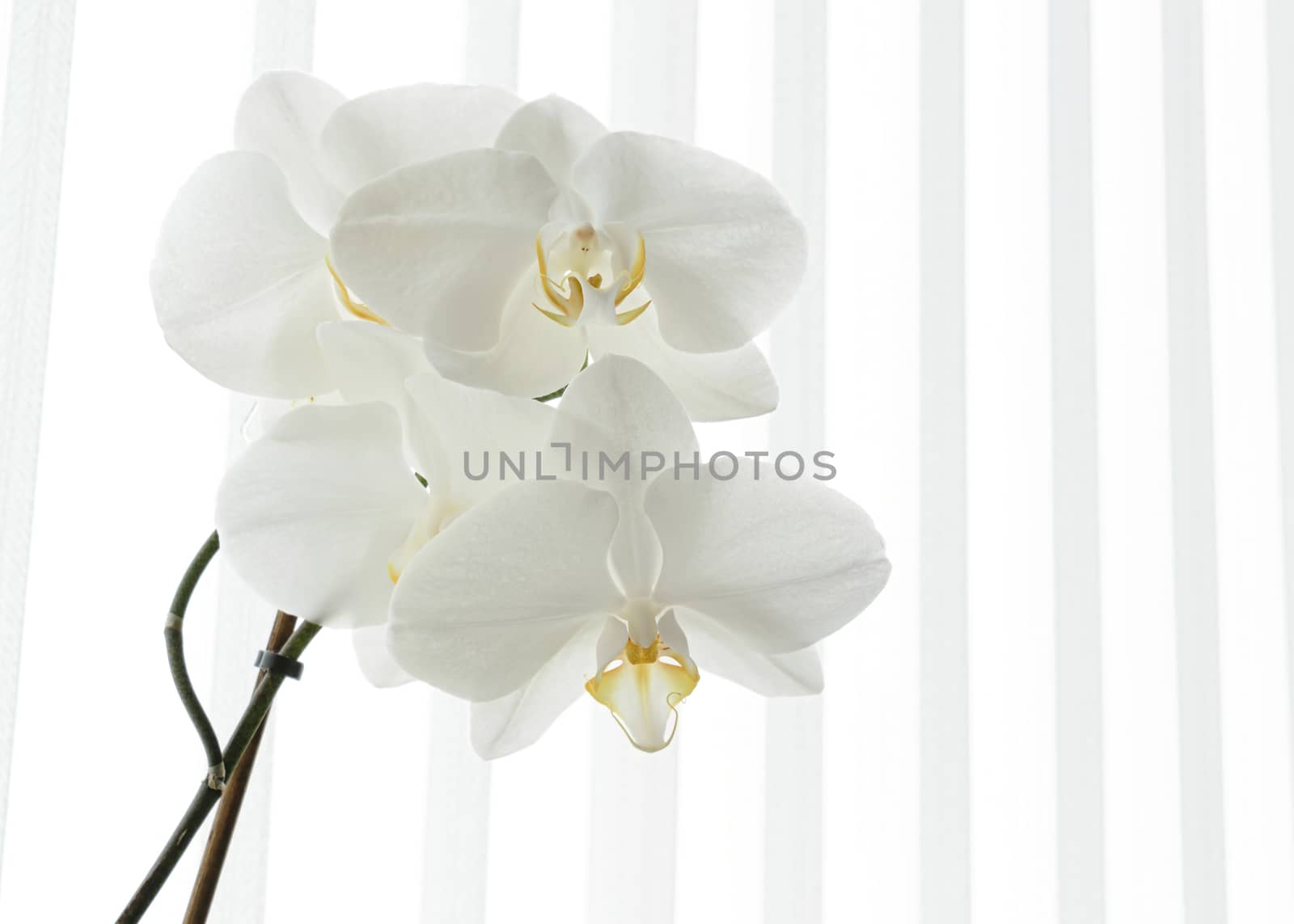 White Orchid Spray - white striped background by mrs_vision