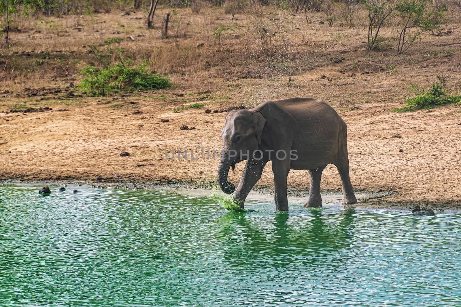 Elephant bathing and drinking in Udewalawe national park by mrs_vision