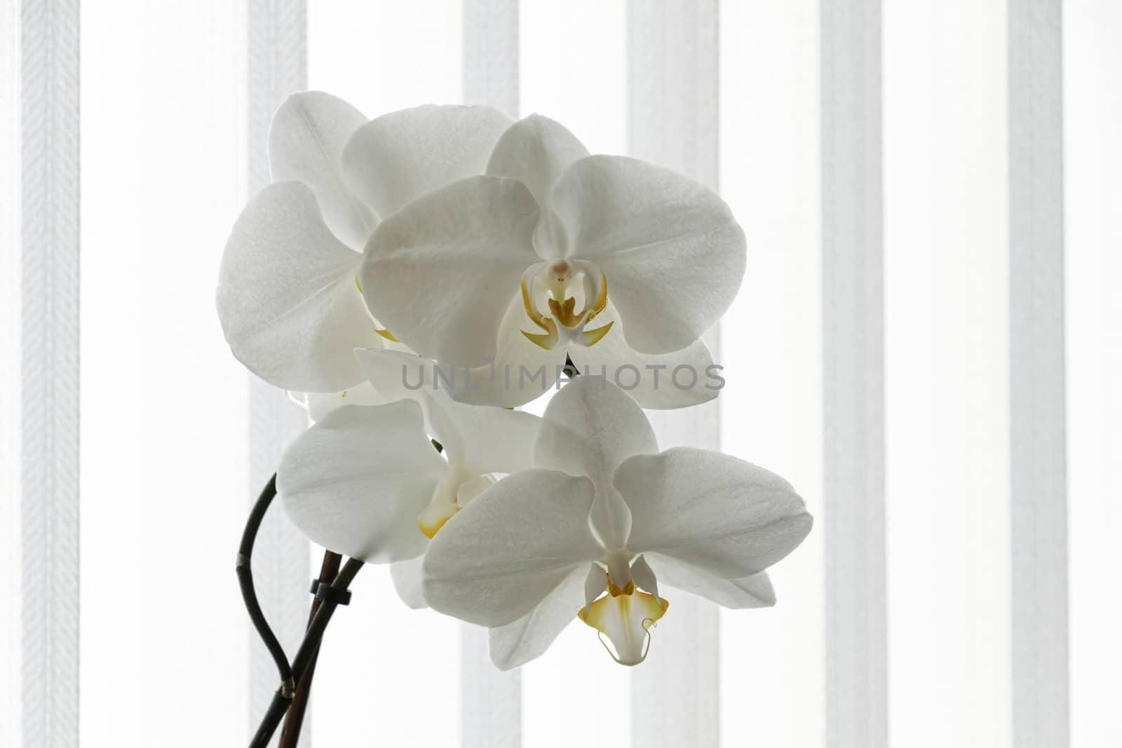 UK, JUNE 2015:White Orchid Spray - white striped background