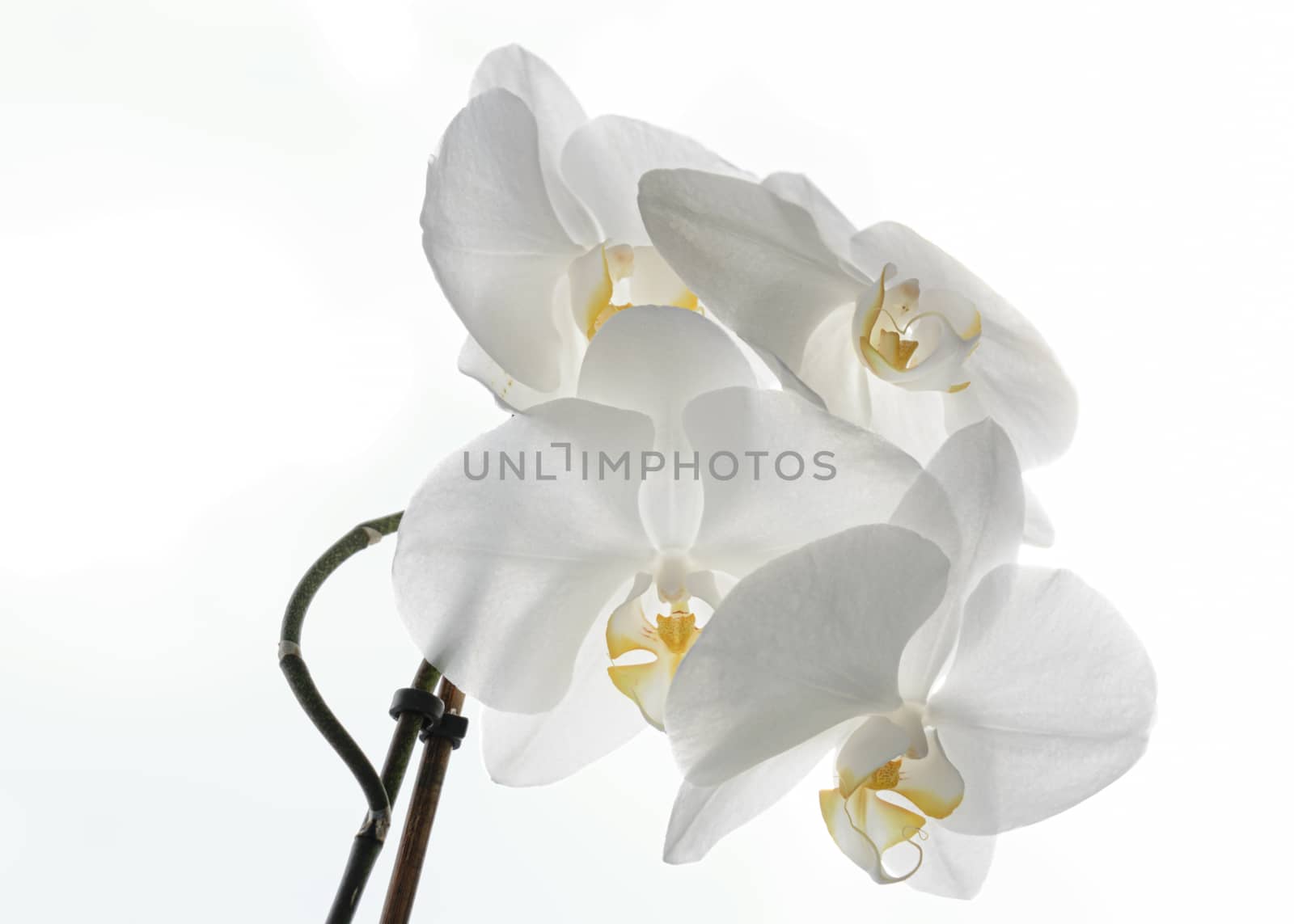 White Orchid Spray - light sky background by mrs_vision