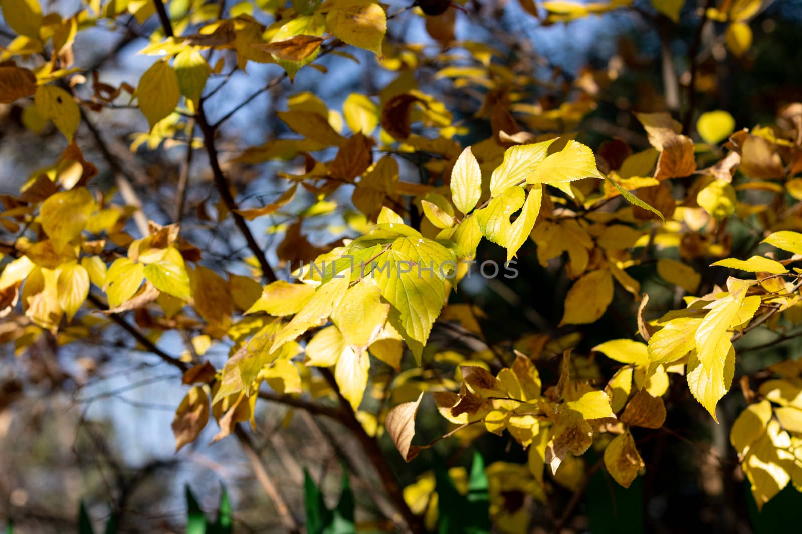 Yellow golden leaves on a tree with the blue sky as a background