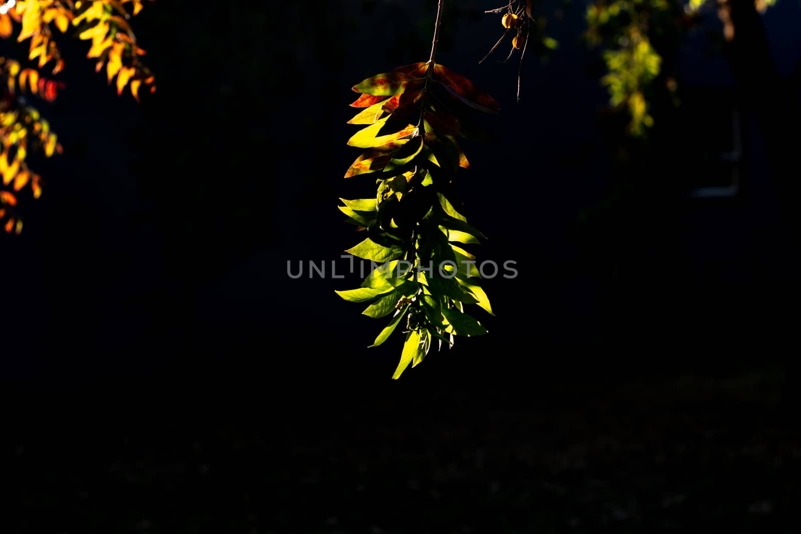 Green and yellow autumn leaves with the sun shining on with a dark background