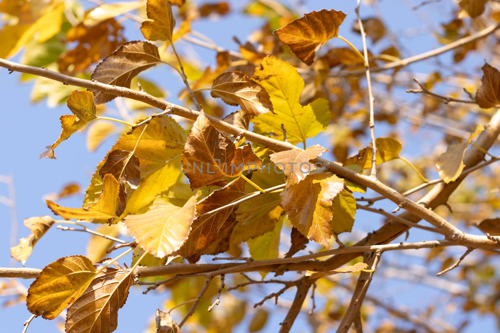 Yellow and dry leaves on a tree with some sunlight shining