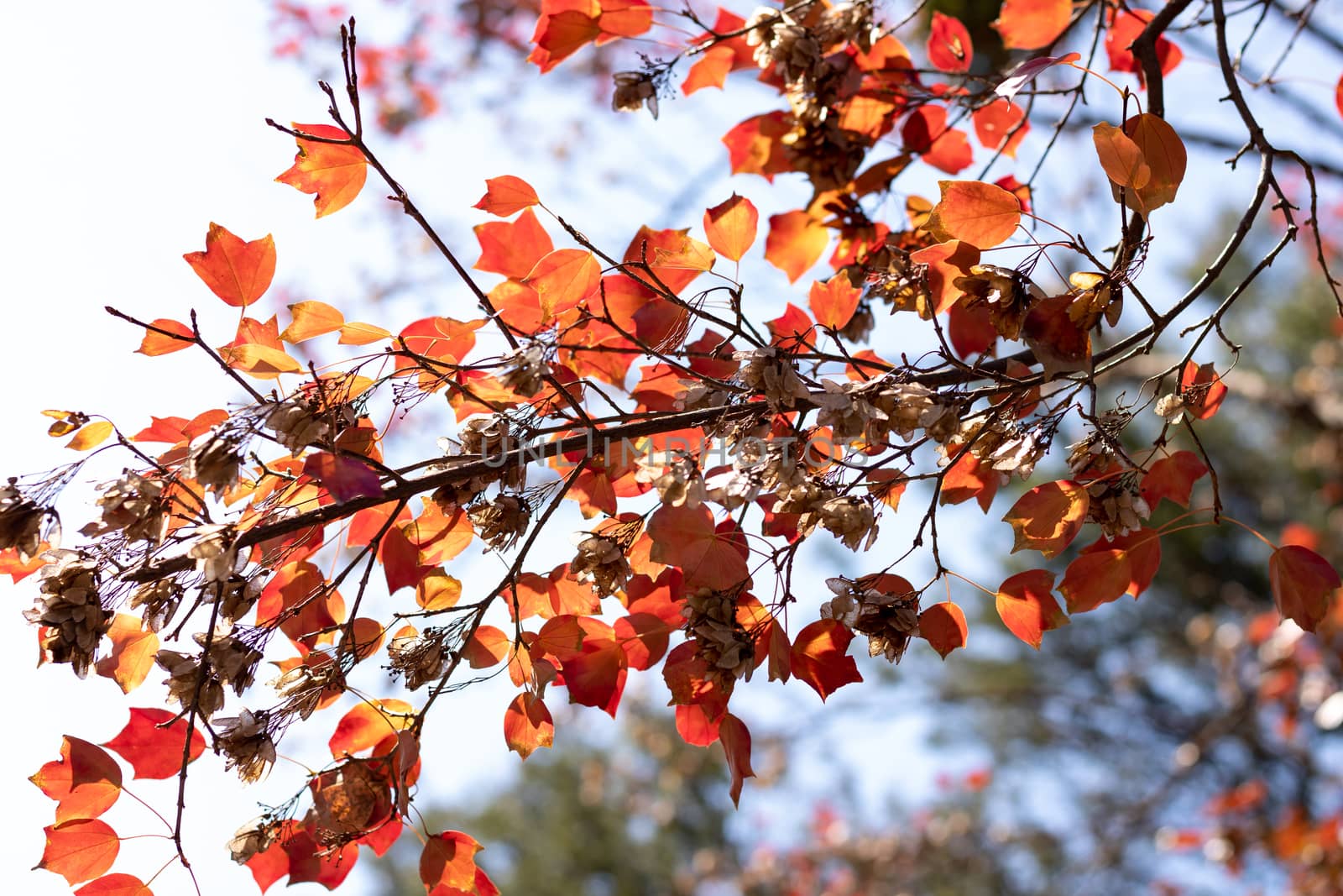 Red autumn leaves and dried flowers by phathisile