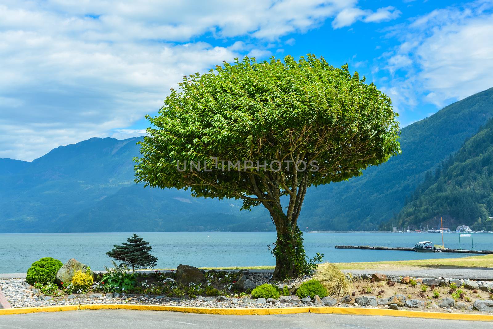 Scenic view on Harrison lake with lonely tree on the shore. Peace of mind view on Harrison lake, British Columbia, Canada