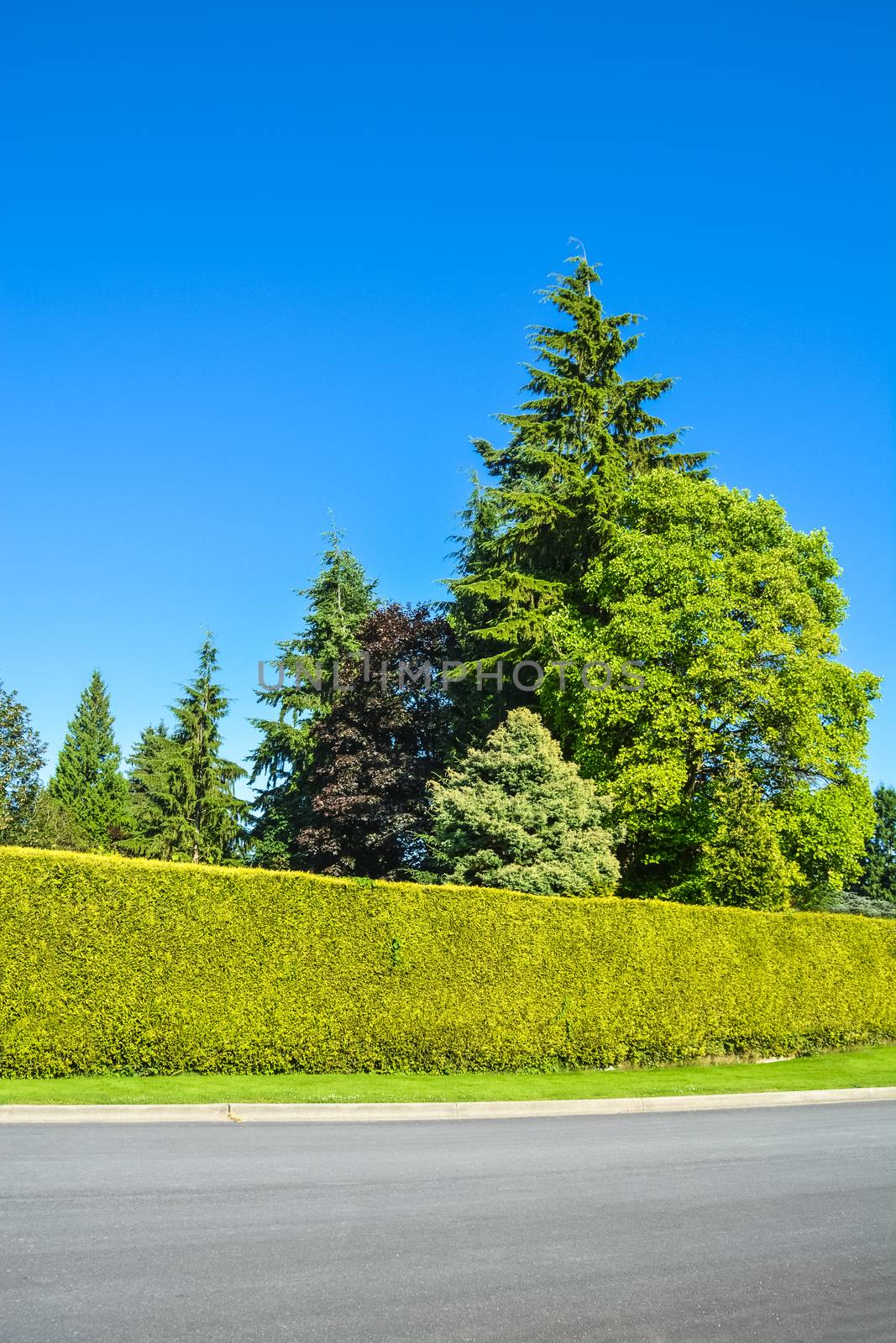 High green hedge and trees along asphalt road on blue sky background