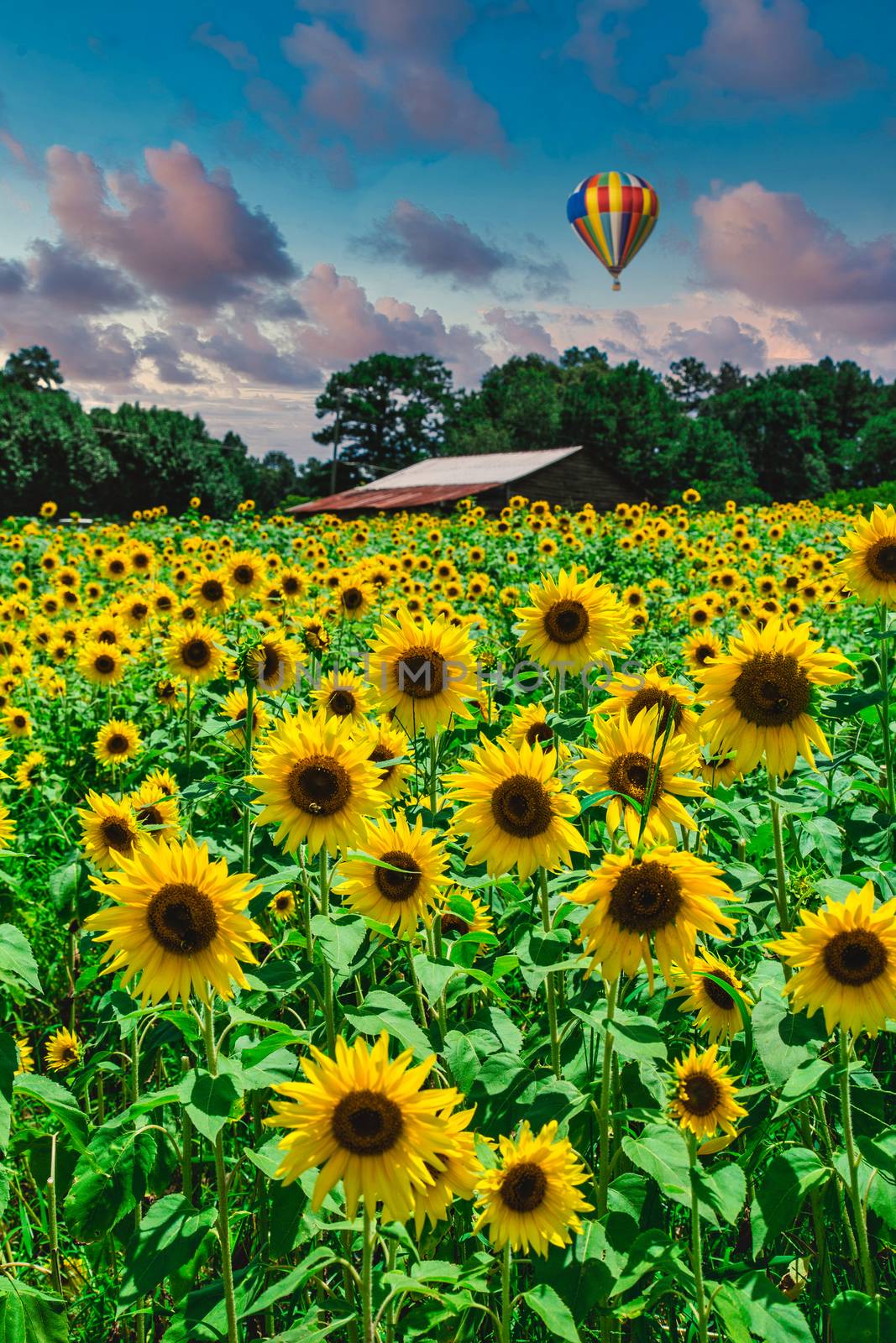 Field of Sunflowers with Barn and Balloon by dbvirago