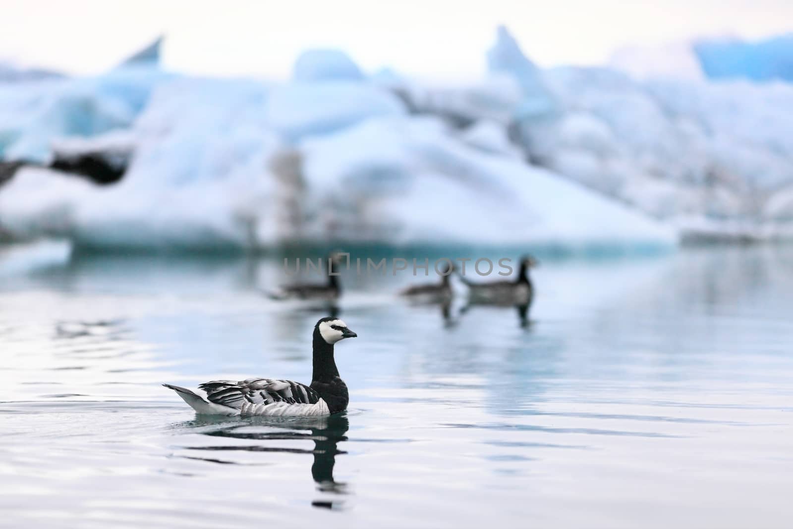 Iceland nature - birds at Jokulsarlon by Maridav