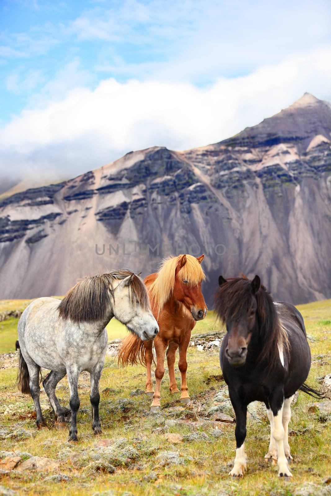 Icelandic Horses on Iceland nature landscape by Maridav