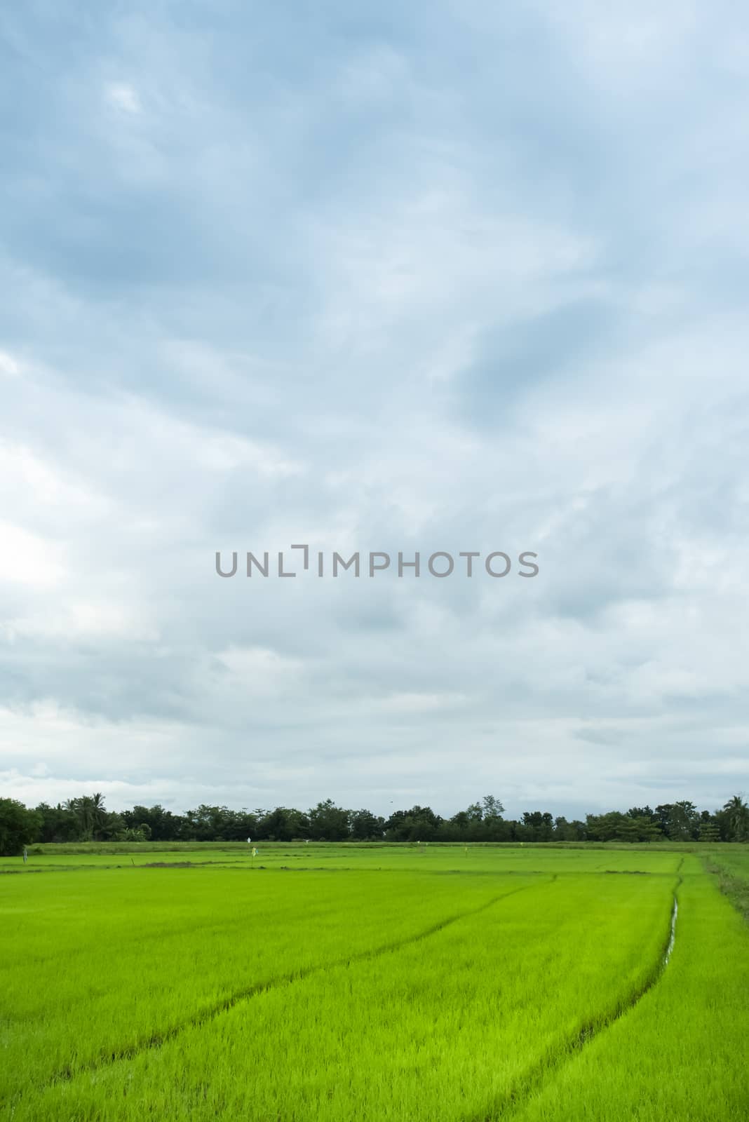 Green rice field in a cloudy day Sukhothai Province, Thailand
