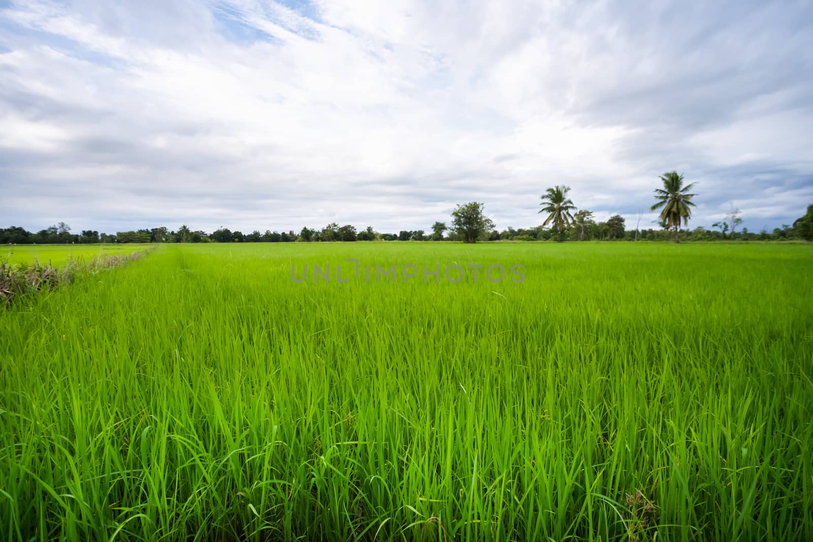 Green rice field in a cloudy day Sukhothai Province, Thailand