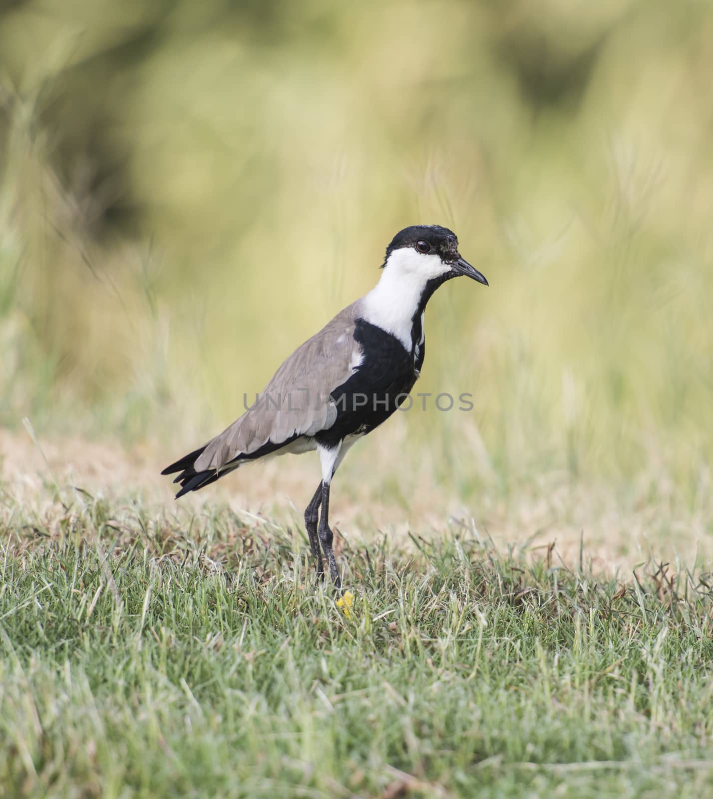 Spur-winged plover lapwing vanellus spinosus stood in grass