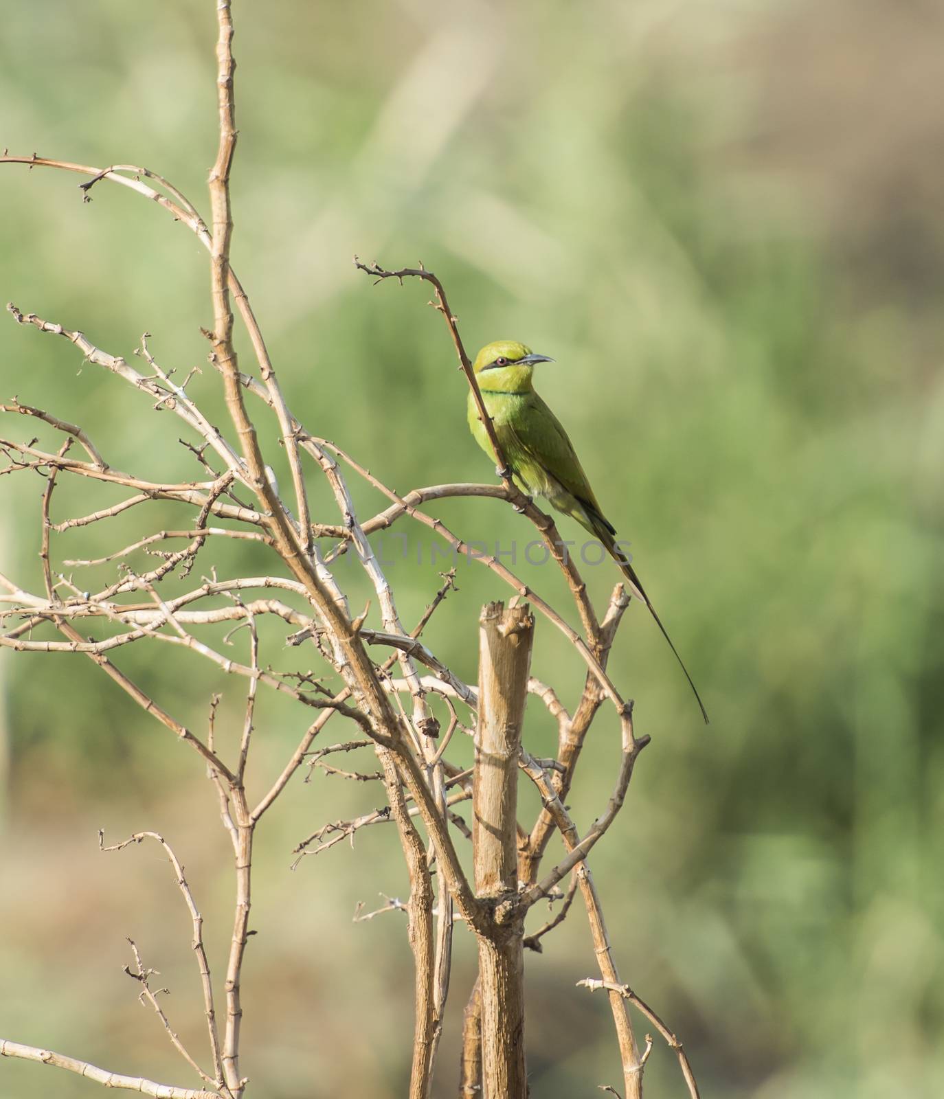 Wild Little Green Bee-eater bird merops orientalis perched on a branch in bush