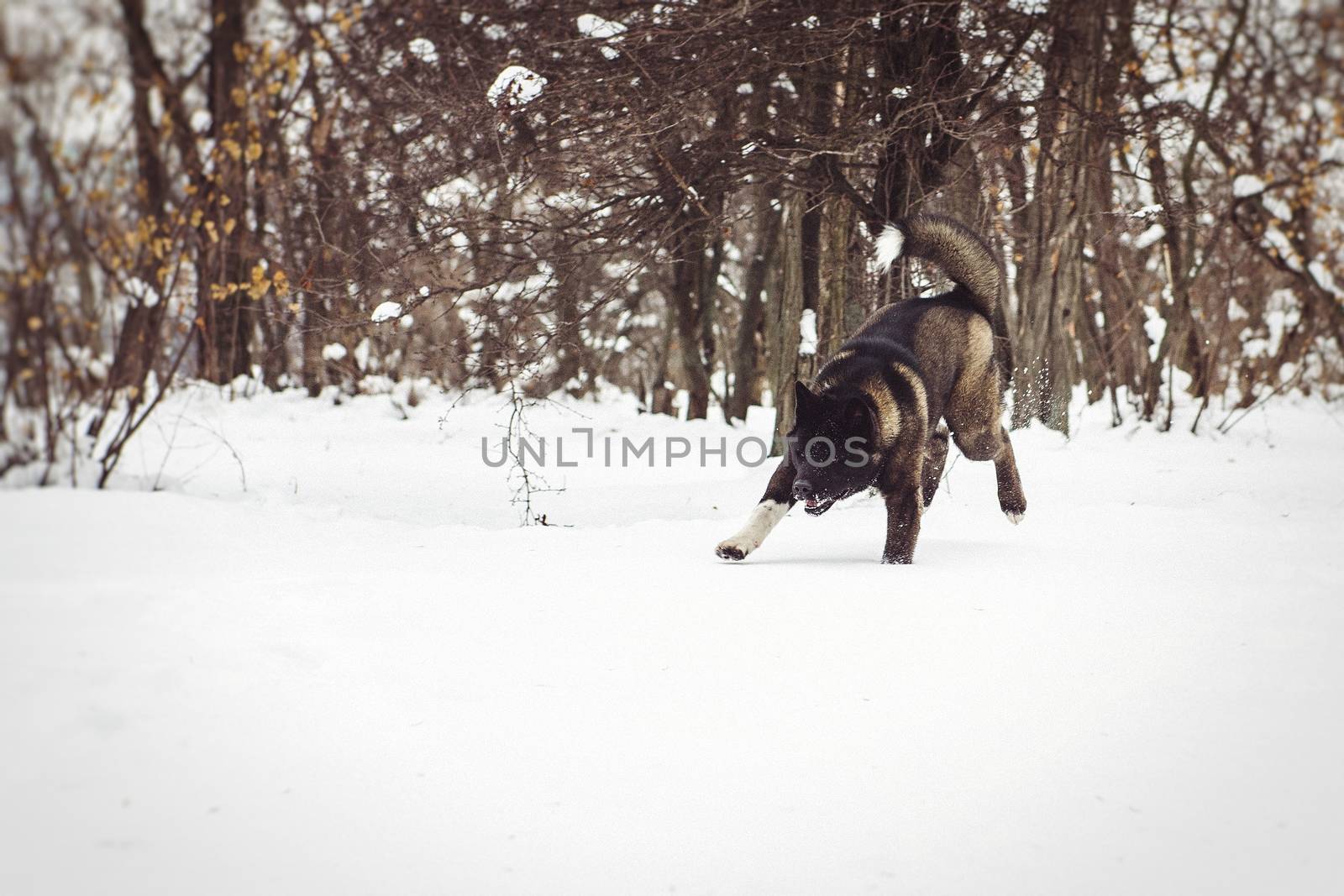 Alaskan Malamute dark color in the natural environment walking in the snow