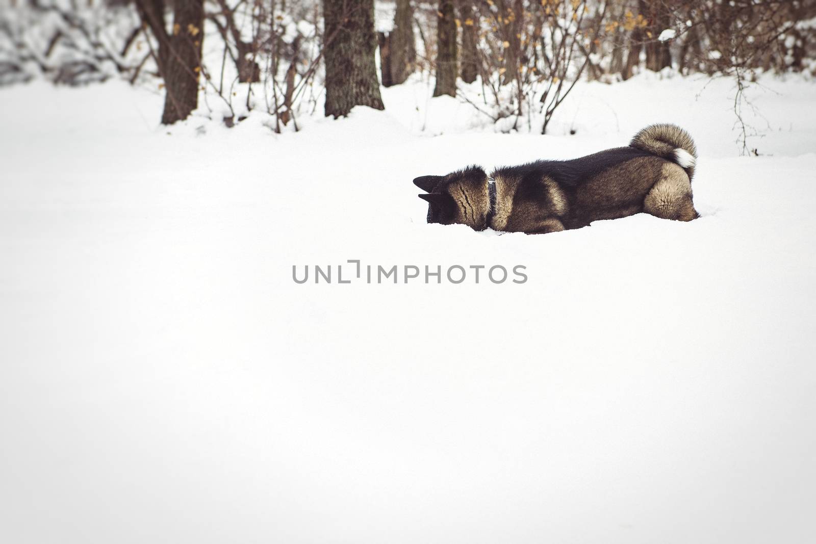 Alaskan Malamute dark color in the natural environment walking in the snow