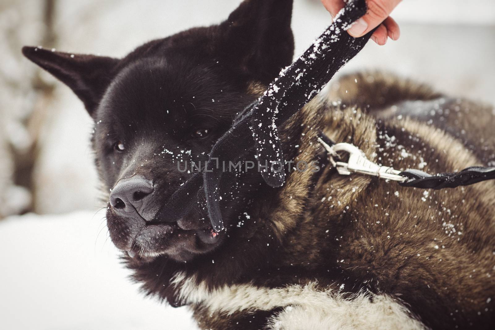 Alaskan Malamute dark color in the natural environment by Andreua