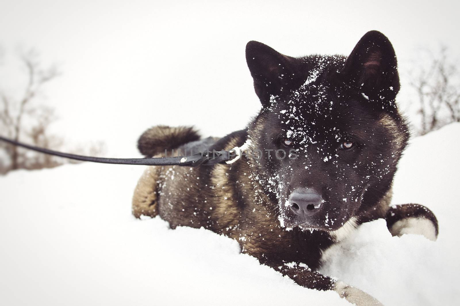 Alaskan Malamute dark color in the natural environment walking in the snow