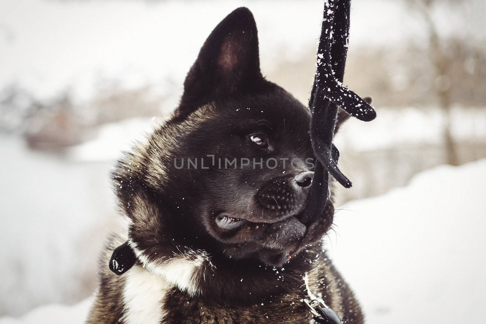 Alaskan Malamute dark color in the natural environment walking in the snow