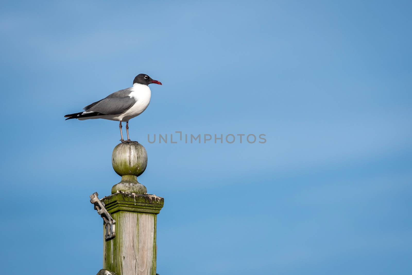 The gull sits at the head of the pole on a light blue sky
