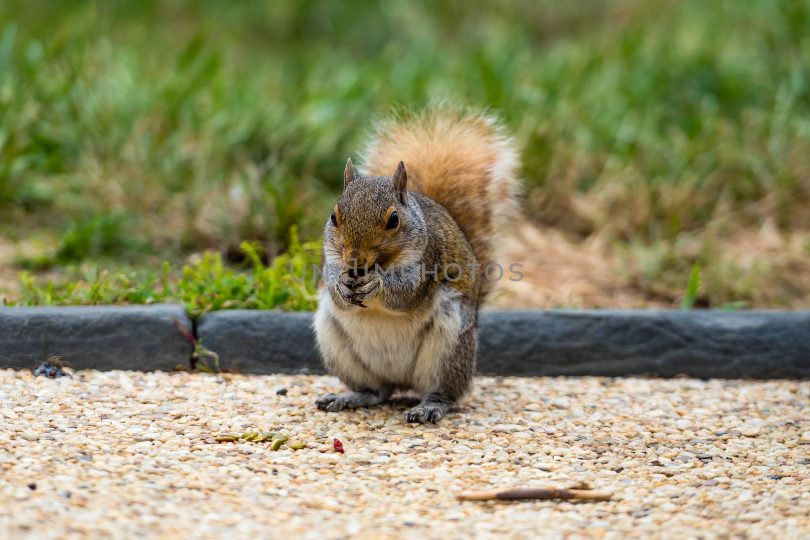 A squirrel in a park at Capitol Hill Grounds