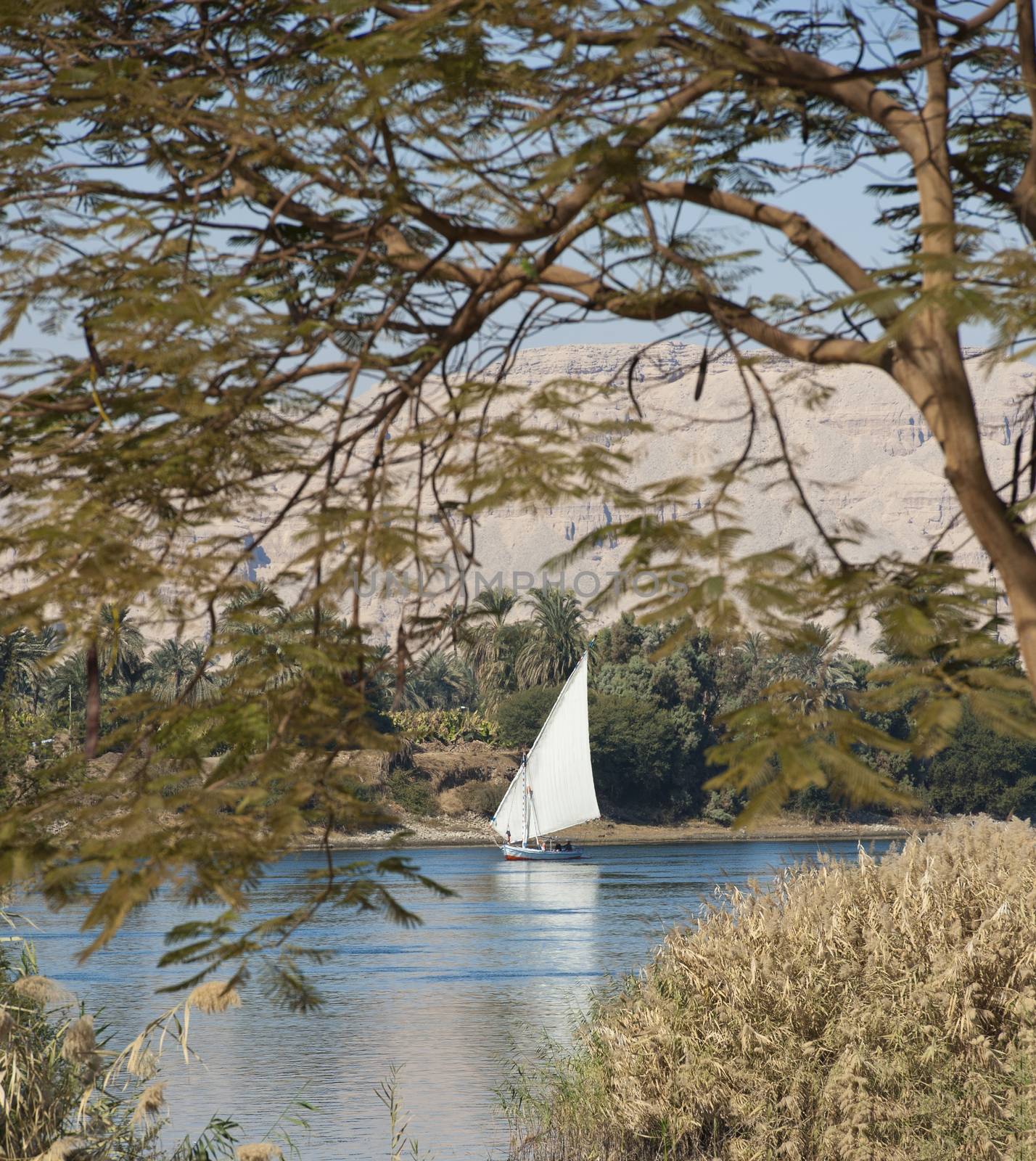 Traditional egyptian sailing felluca cruising on the River Nile framed by trees