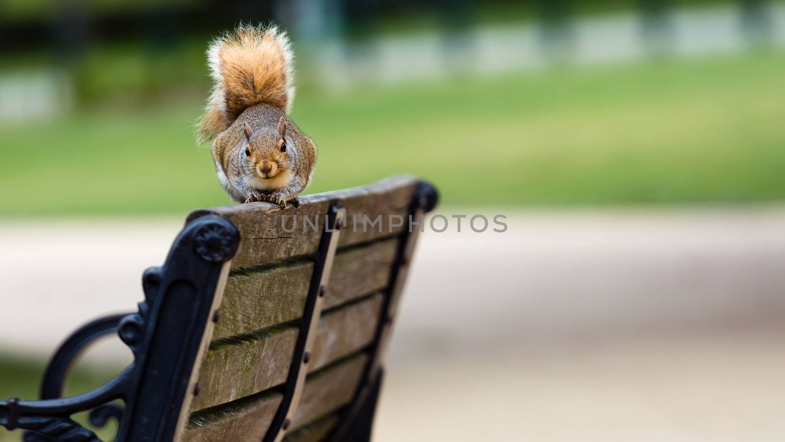 Nosy brown squirrel sitting on the edge of athe bench