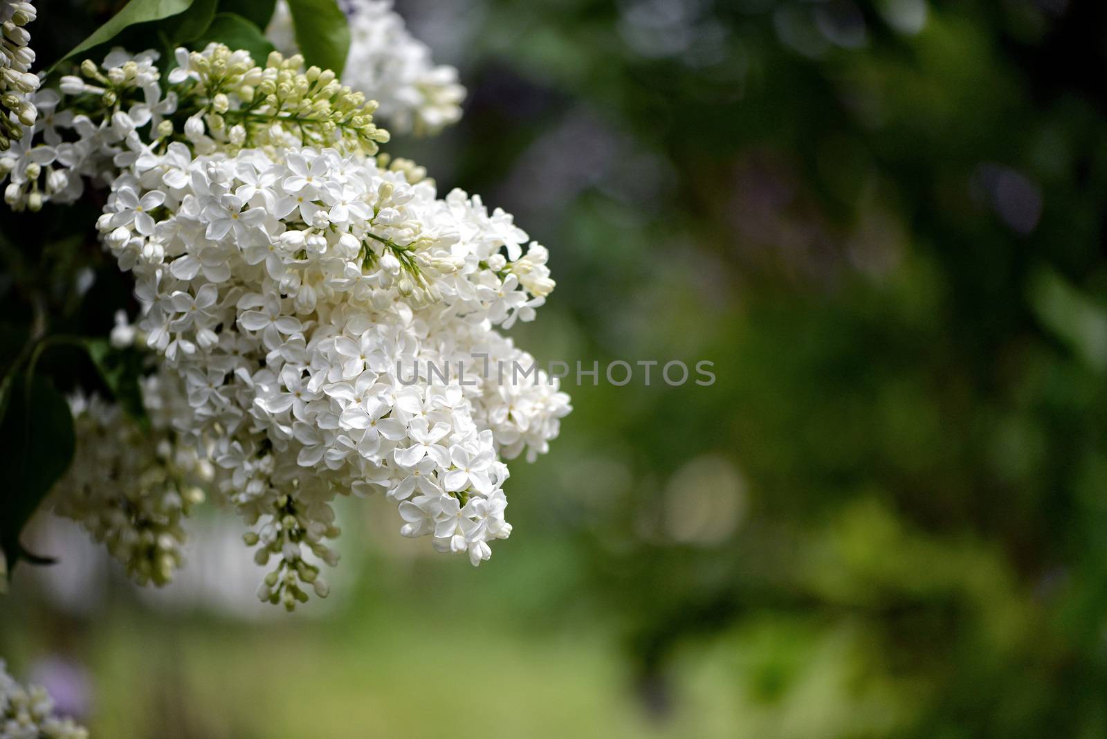 Selective focus close-up abstract photography. Lilac blooms in the garden.