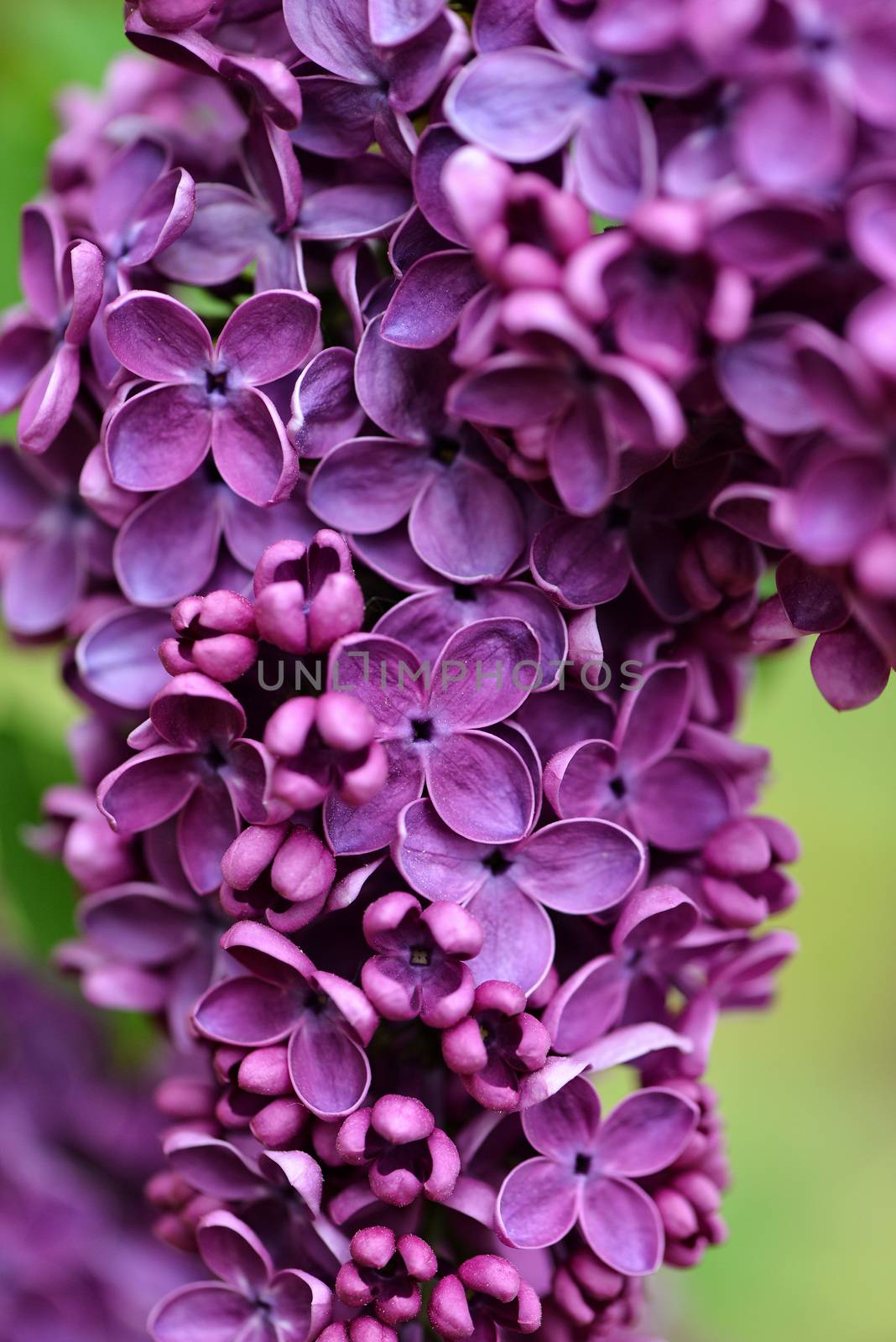 Selective focus close-up abstract photography. Lilac blooms in the garden.