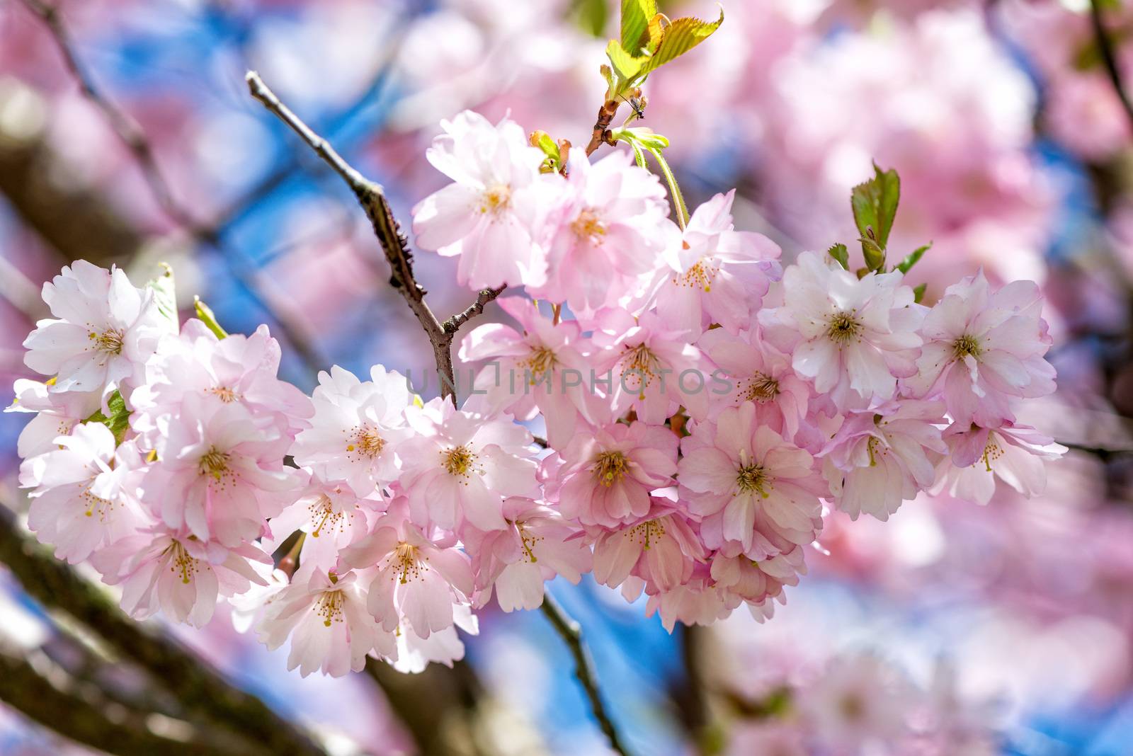Selective focus close-up photography. Beautiful cherry blossom sakura in spring time over blue sky.
