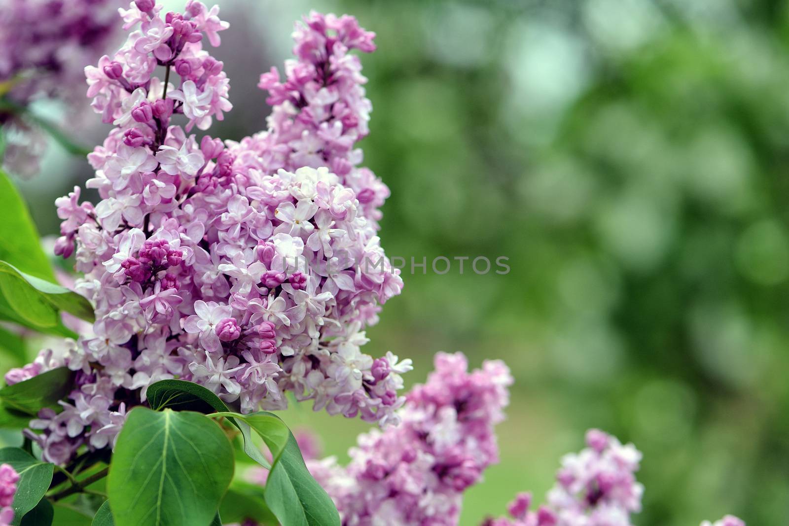 Selective focus close-up abstract photography. Lilac blooms in the garden.