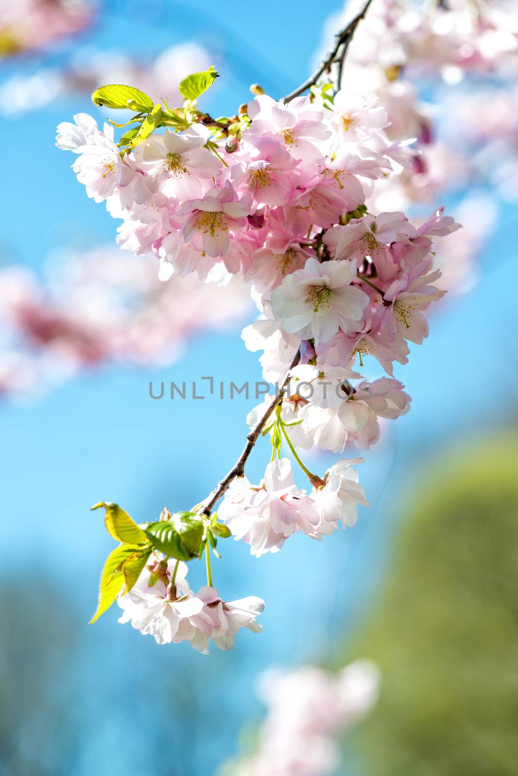 Selective focus close-up photography. Beautiful cherry blossom sakura in spring time over blue sky.