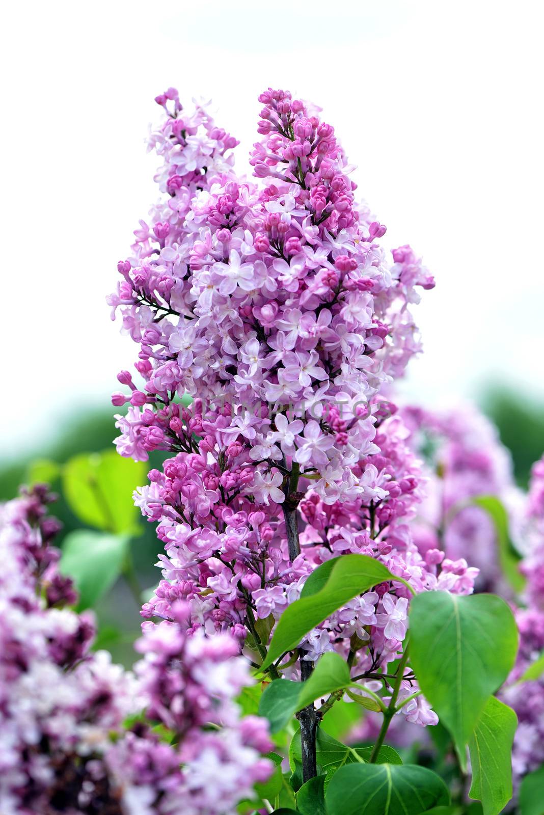 Selective focus close-up abstract photography. Lilac blooms in the garden.