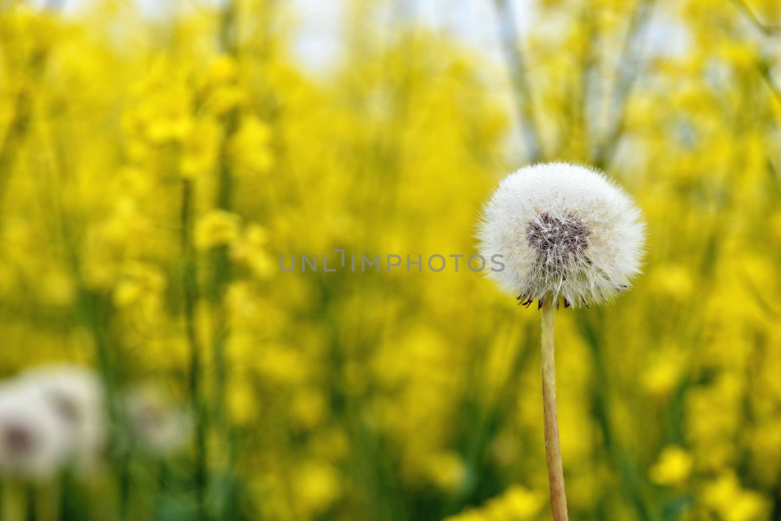 Selective focus close-up photography. It is flowering dandelion with white fuzz growing canola field.