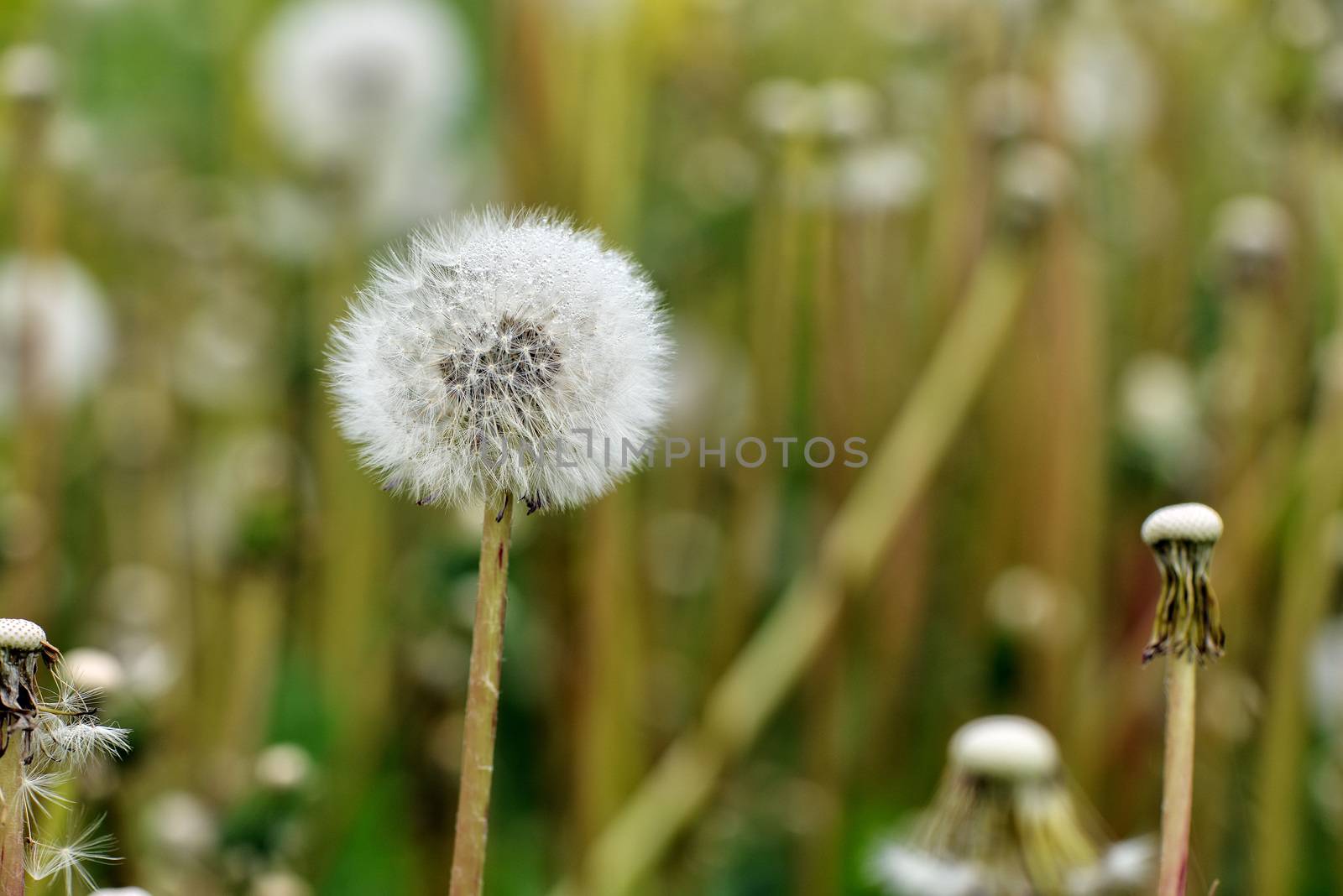 Selective focus close-up photography. It is flowering dandelion with white fuzz growing canola field. by askoldsb