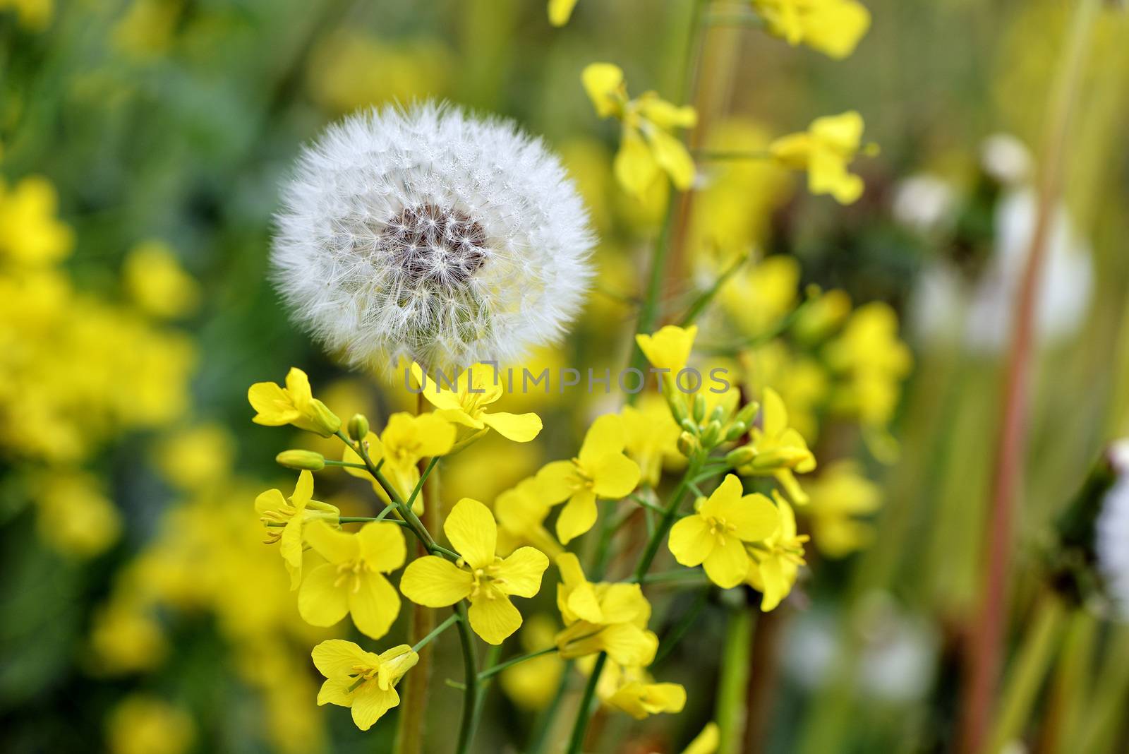 Selective focus close-up photography. It is flowering dandelion by askoldsb