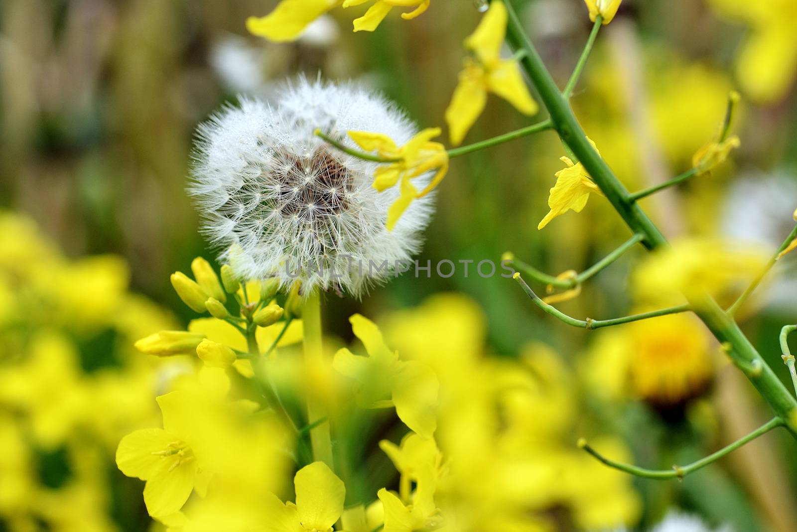 Selective focus close-up photography. It is flowering dandelion with white fuzz growing canola field.