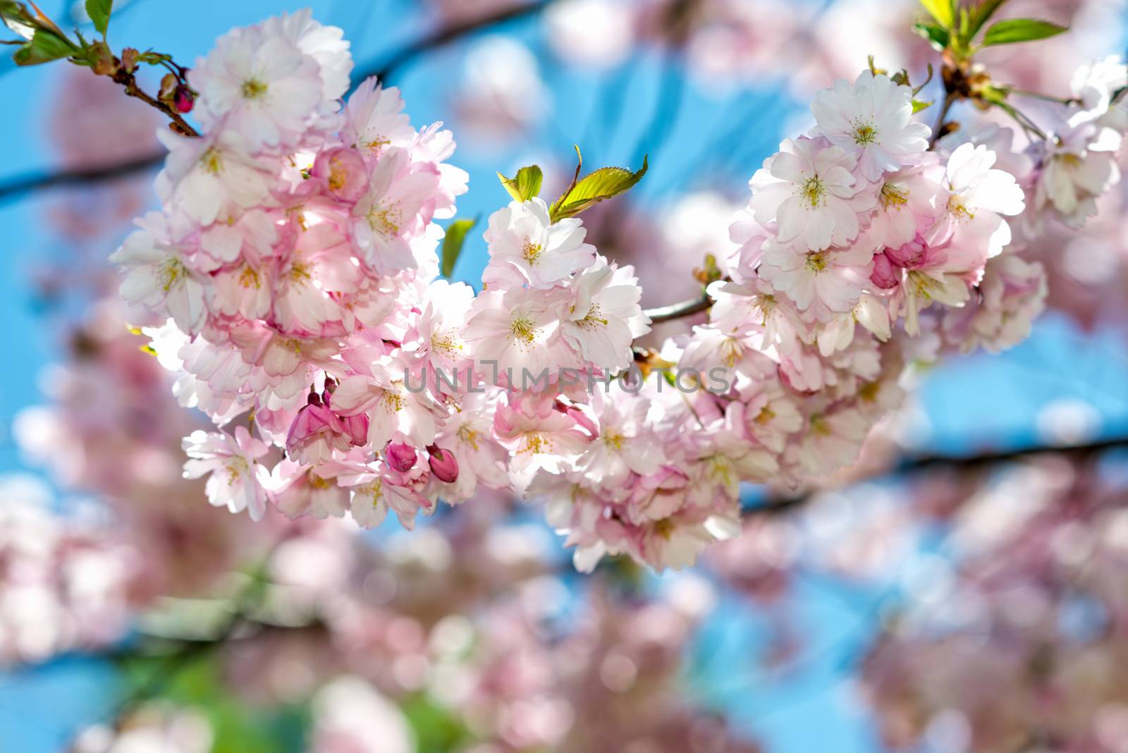 Selective focus close-up photography. Beautiful cherry blossom sakura in spring time over blue sky.