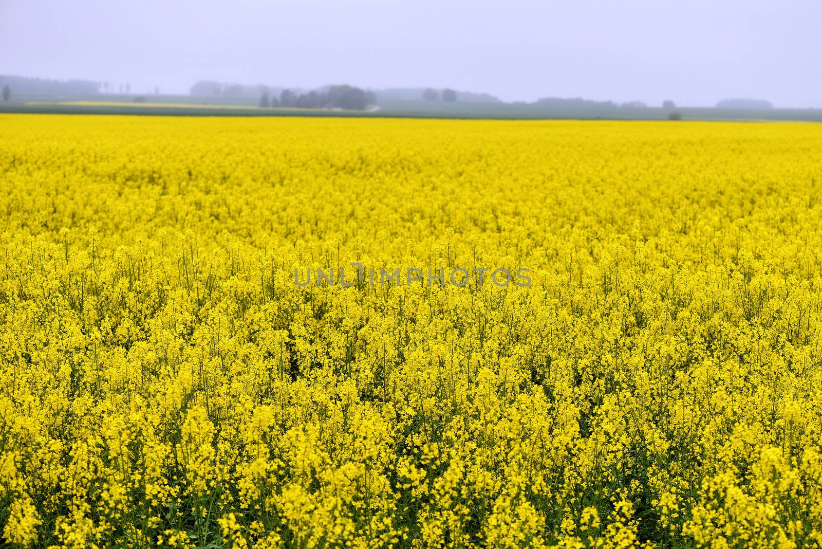 With beautiful yellow flowers blooming rapeseed field.