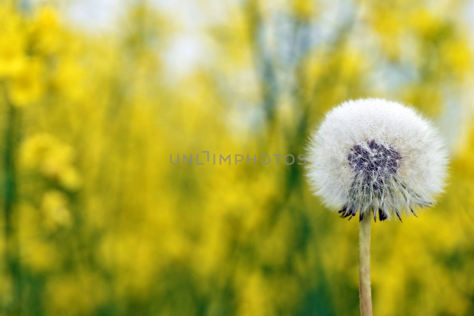 Selective focus close-up photography. It is flowering dandelion with white fuzz growing canola field. by askoldsb