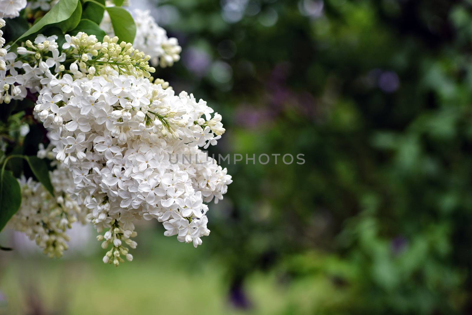 Selective focus close-up abstract photography. Lilac blooms in the garden.