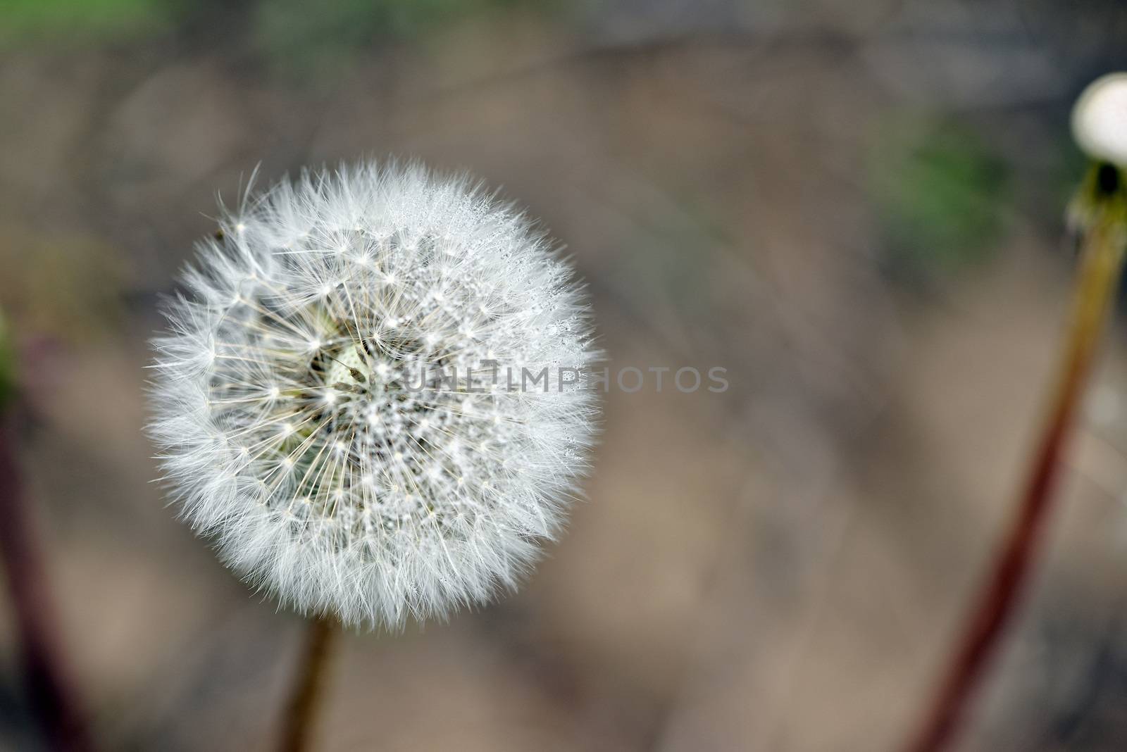 Selective focus close-up photography. It is flowering dandelion  by askoldsb