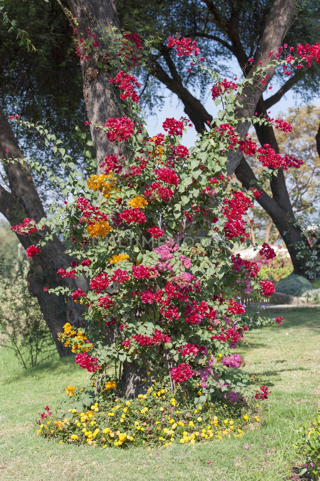 Several bougainvillea bushes of different colours growing around a tree