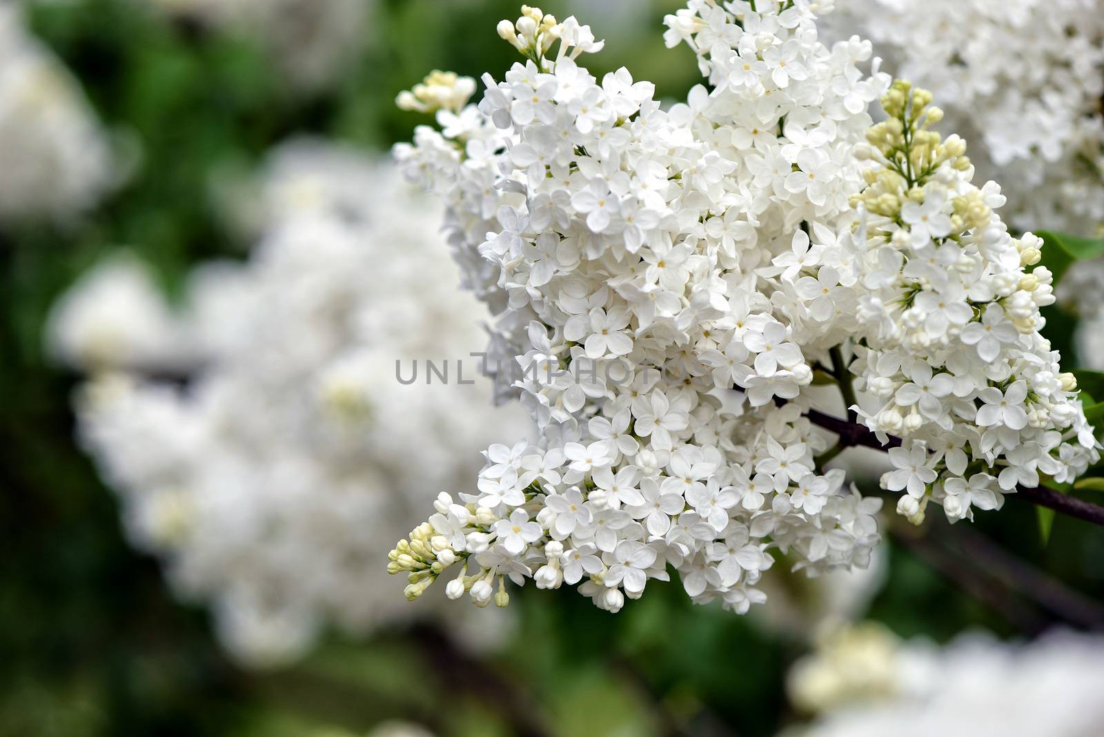 Selective focus close-up abstract photography. Lilac blooms in the garden.