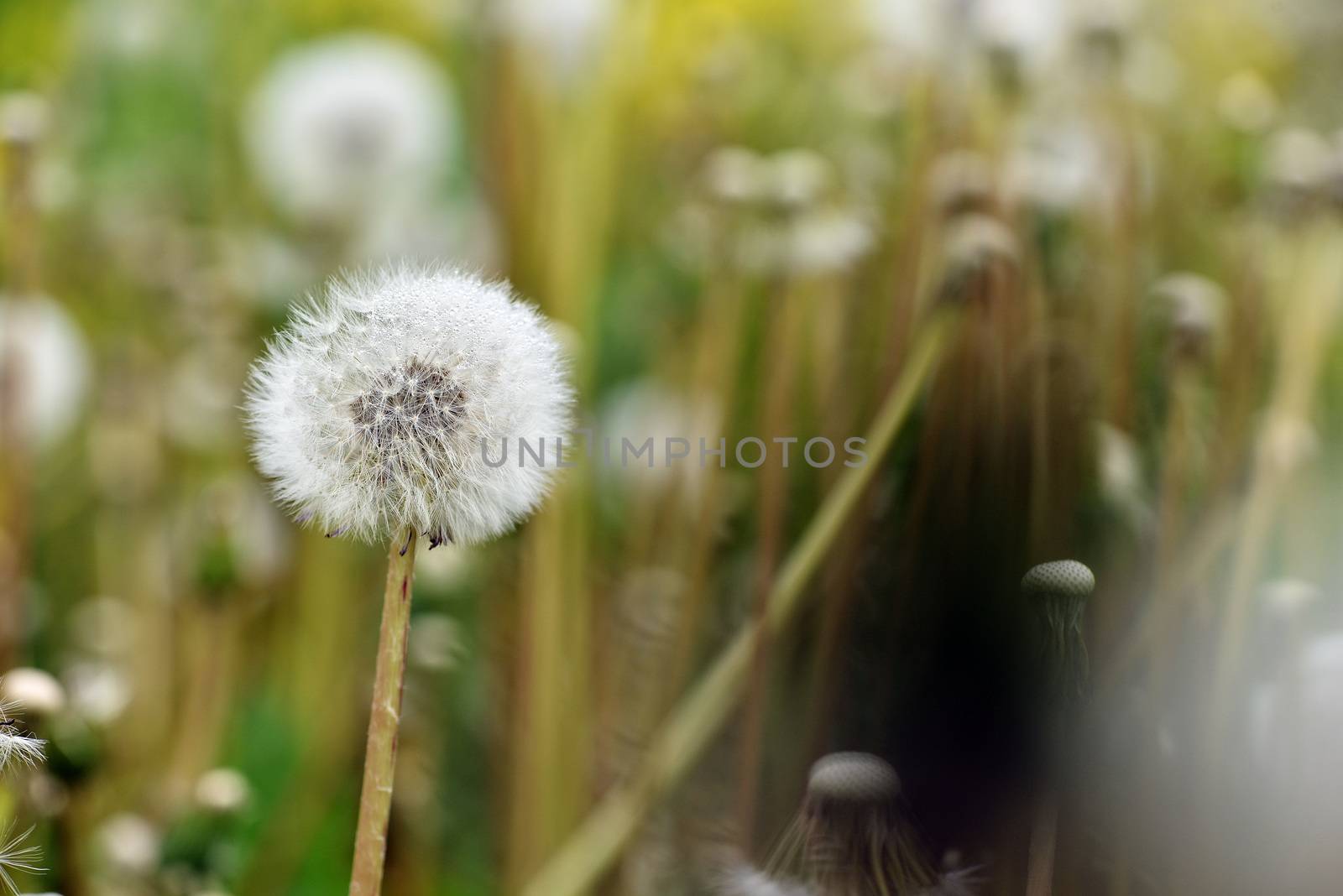 Selective focus close-up photography. It is flowering dandelion with white fuzz growing canola field. by askoldsb