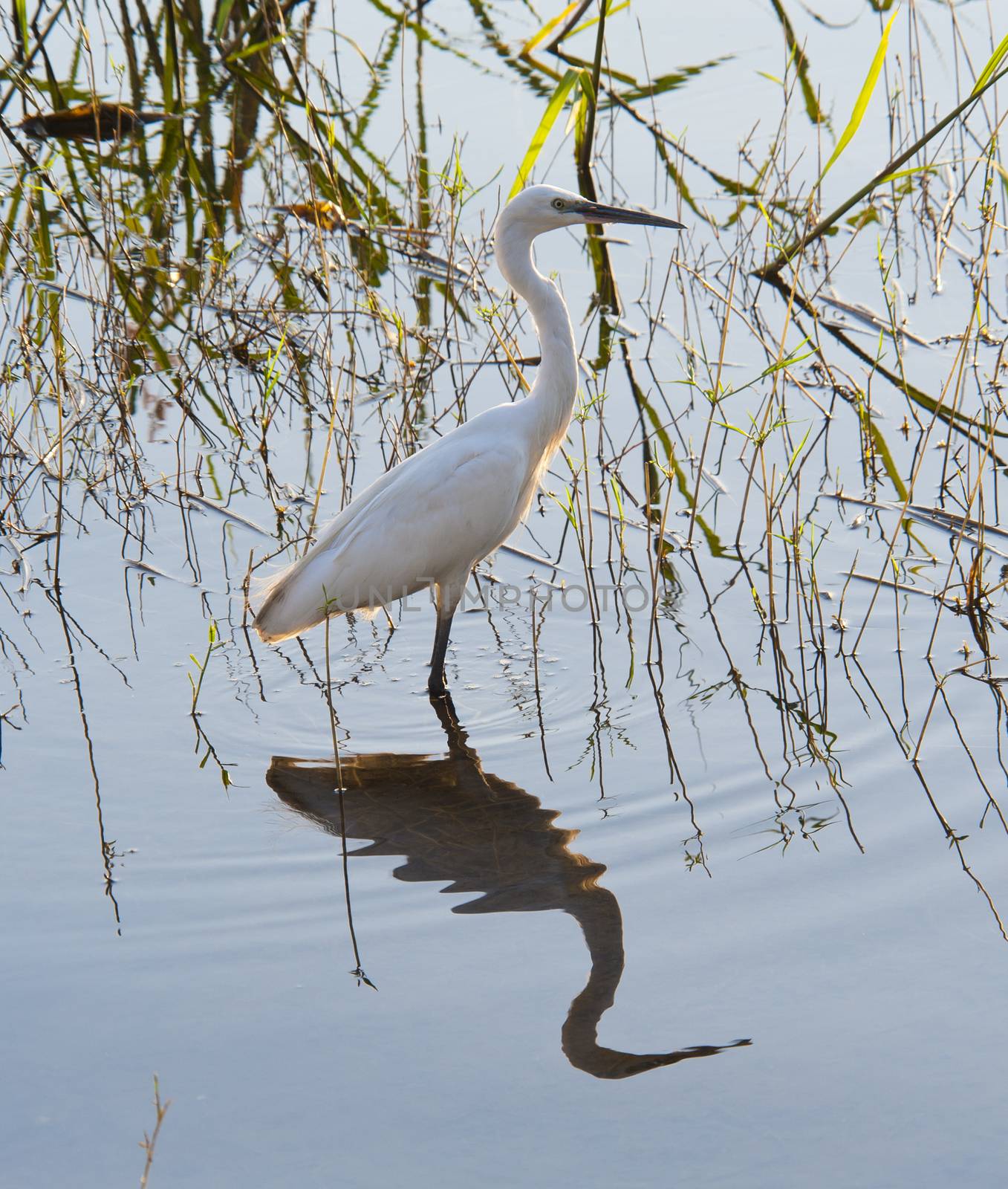 Little egret wild bird wading through reeds in shallow water of river